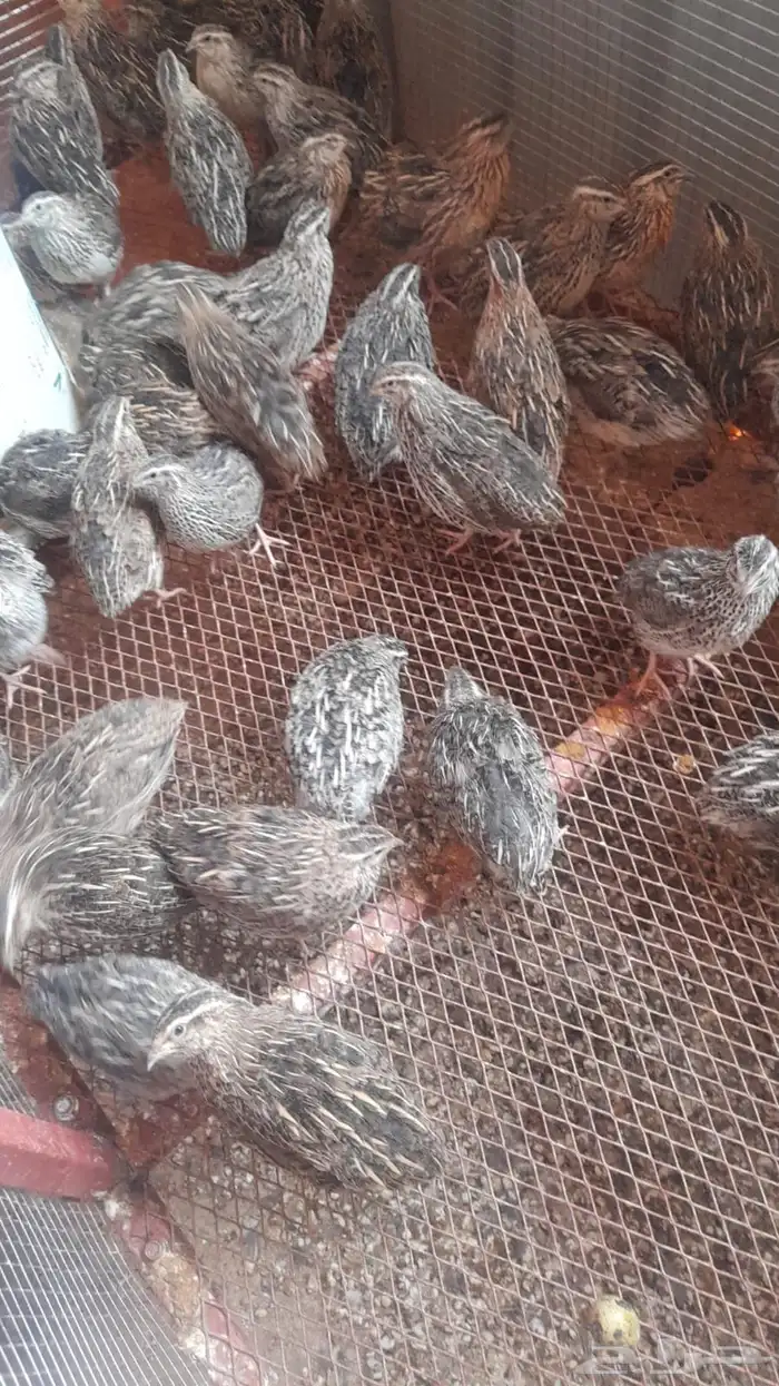 سمان بياض ياباني 3 ريال الحبة 0