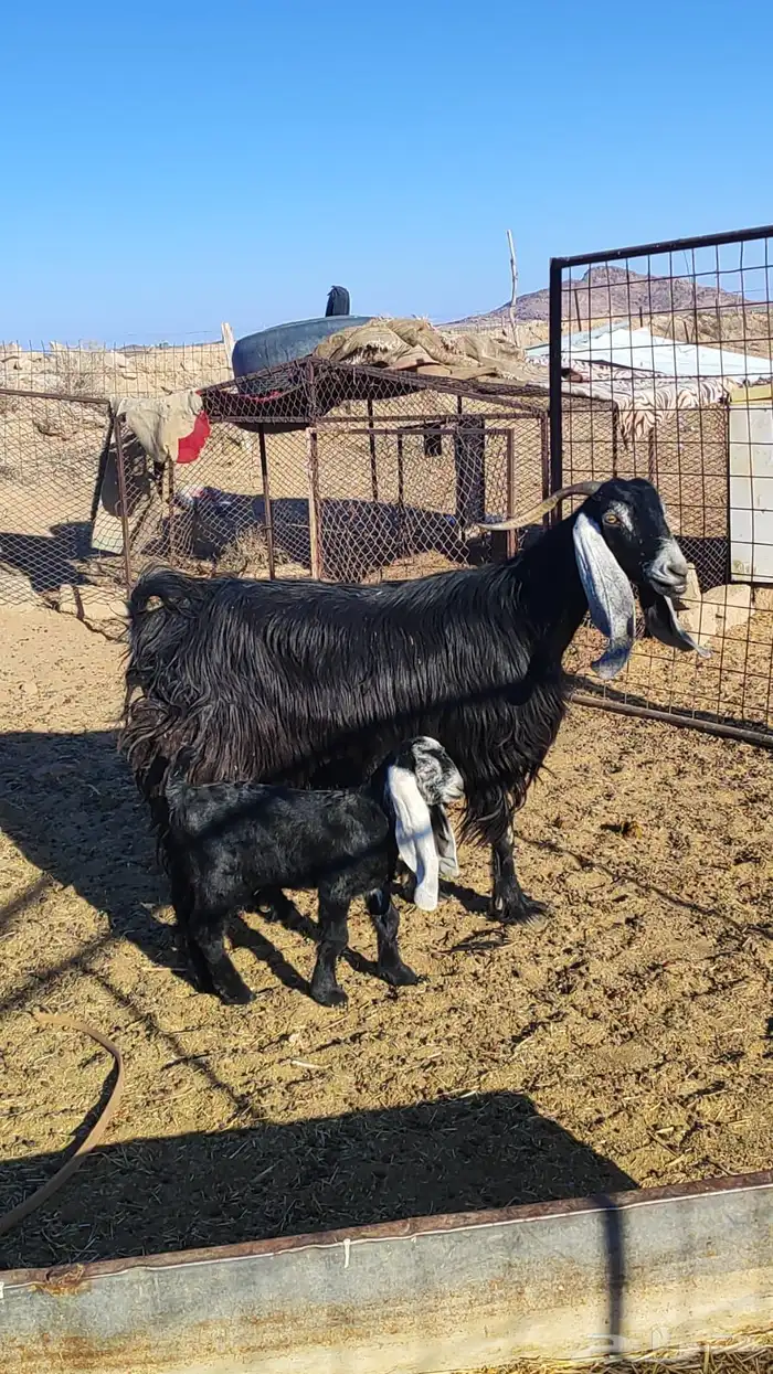 معزاء عوارض 0