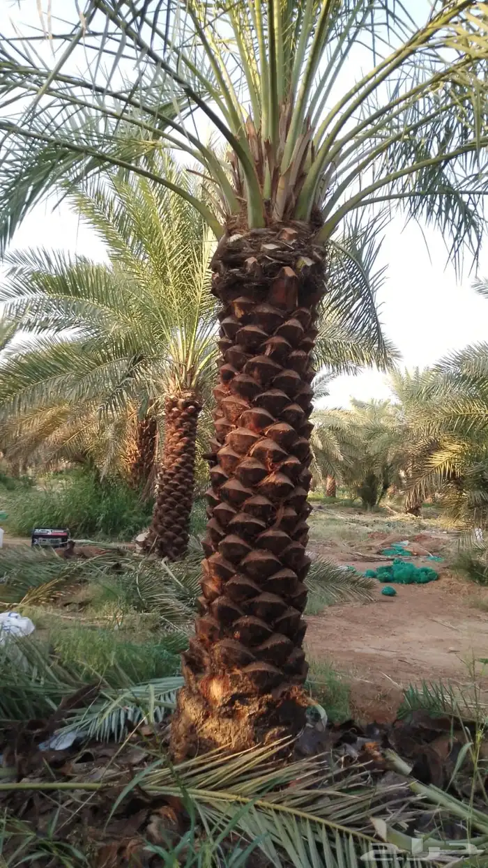 نخيل بجميع 5