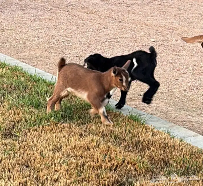 تيوس قزميه 1