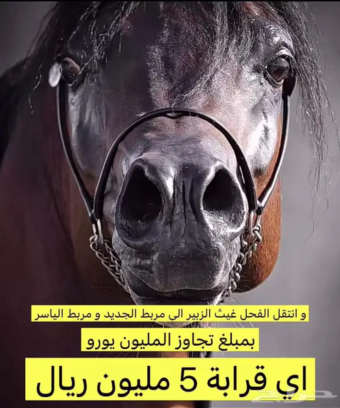 للبيع فحل ابن غيث الزبير 1