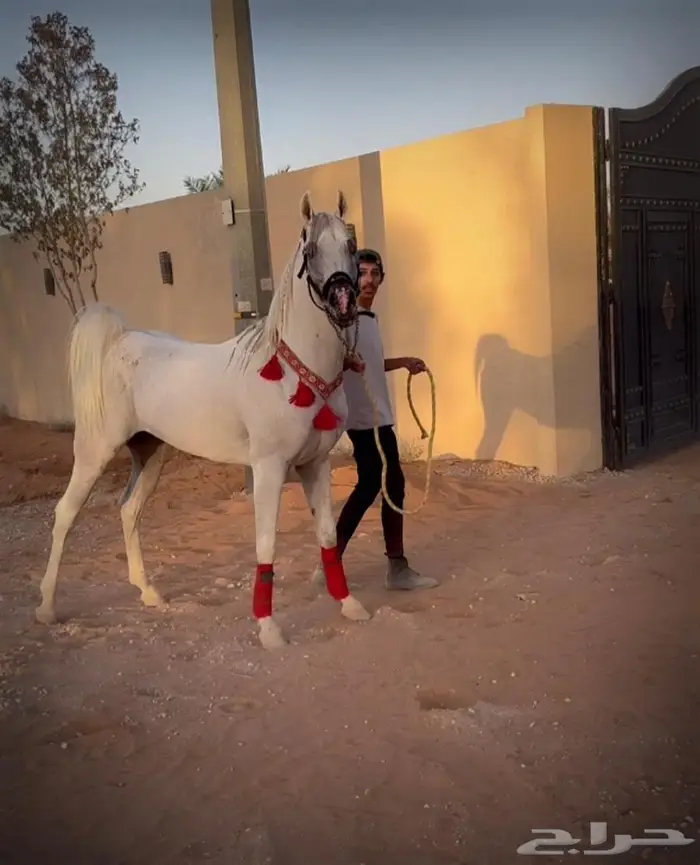 حصان واهو فاخر 5