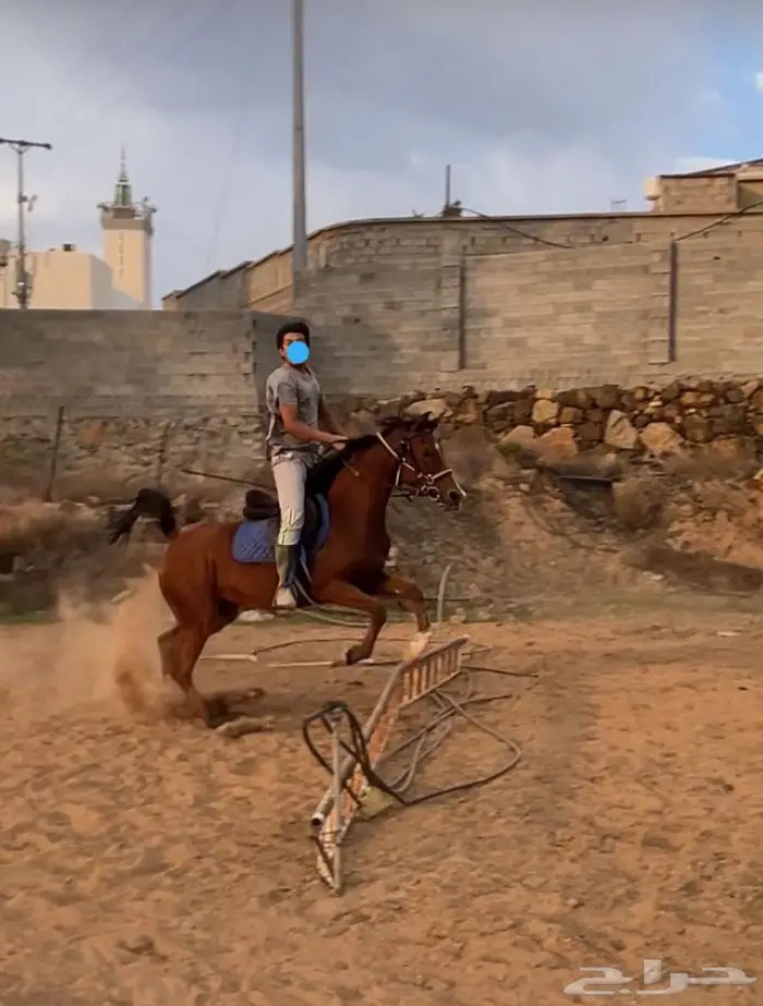 السلام عليكم يوجد ايواء وتدريب في اسطبل ال مشهور 1