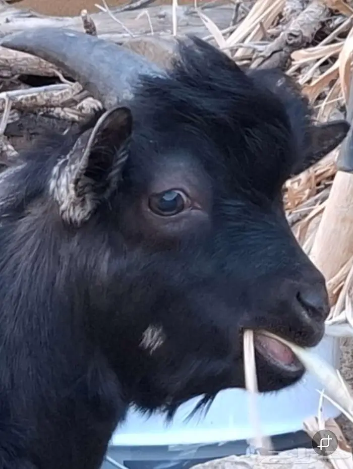 ماعز قزم النوع ذكر 0