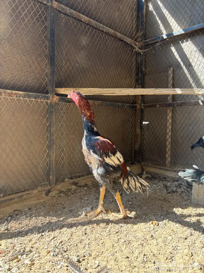 للبيع طقم دجاج سندي بيور 0