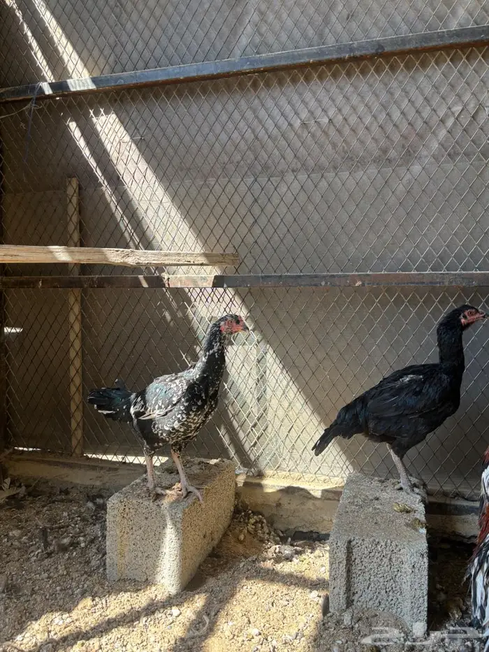 للبيع طقم دجاج سندي بيور 3