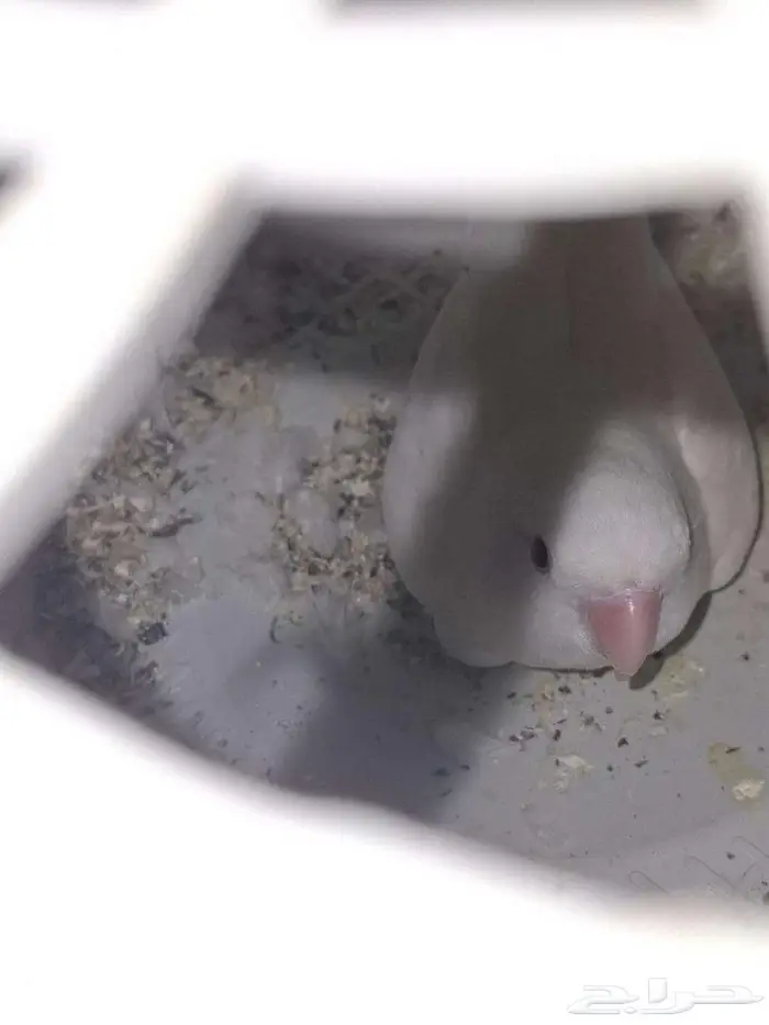 طيور روز البينو ذكر للبيع 4