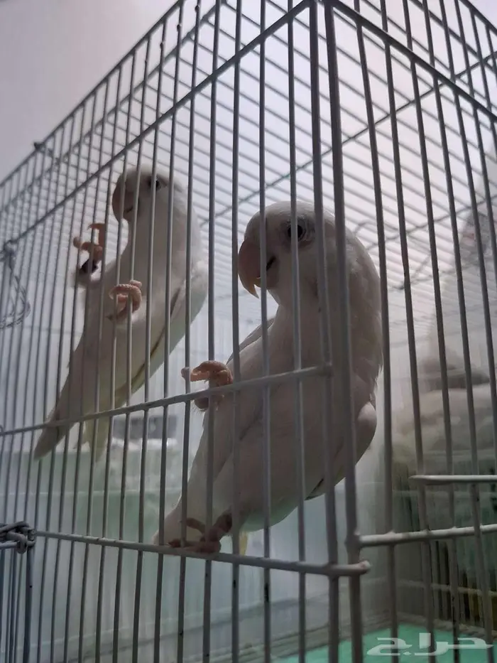 طيور روز البينو ذكر للبيع 5