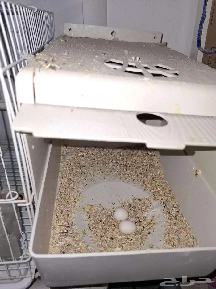 طيور روز البينو ذكر للبيع 8