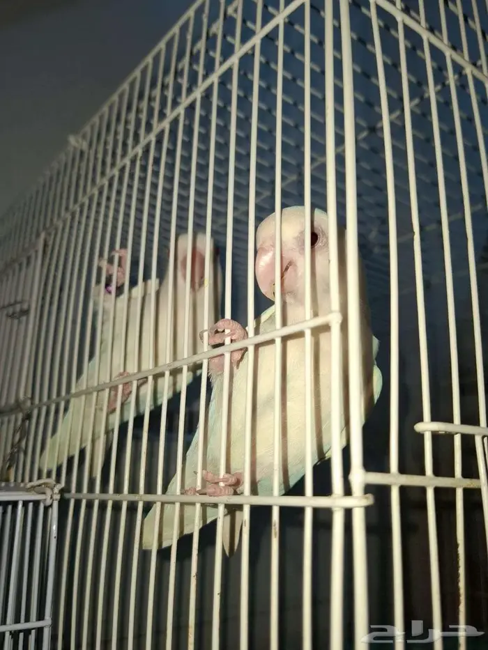 طيور روز البينو ذكر للبيع 6