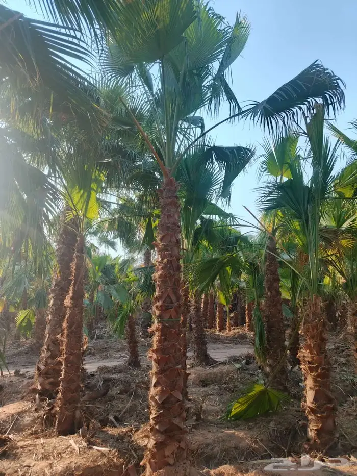 نخل واشنطني  نخل للبيع 2