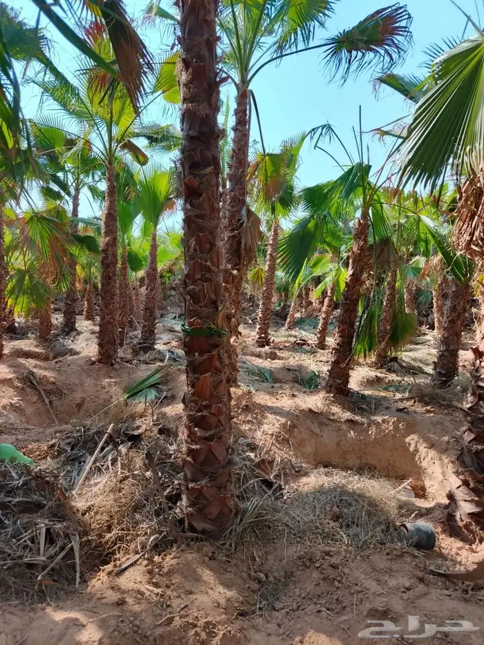 نخل واشنطني  نخل للبيع 4