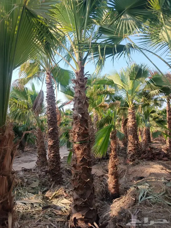 نخل واشنطني  نخل للبيع 5