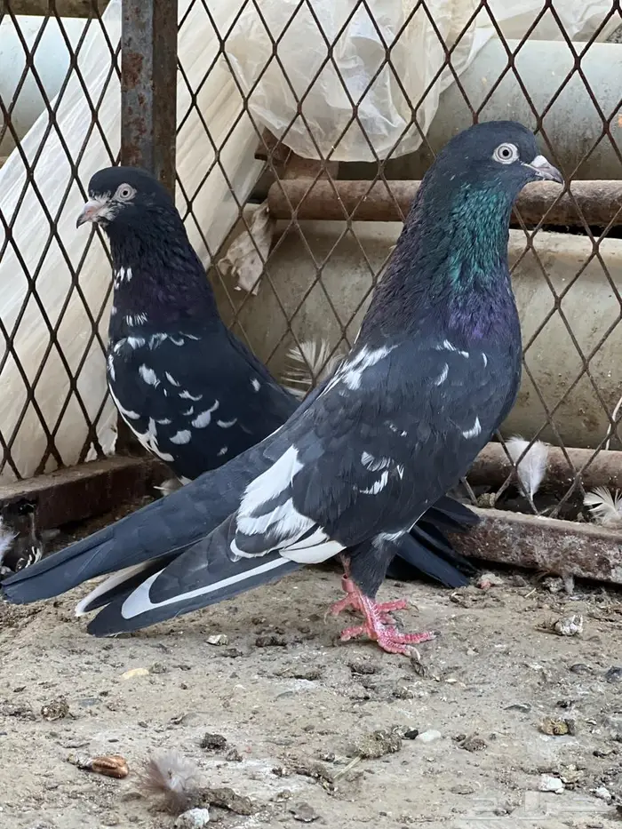 حمام باكستاني. ( تم البيع) 3