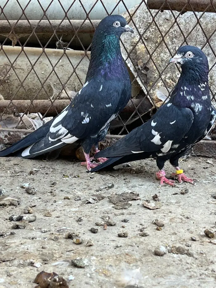 حمام باكستاني. ( تم البيع) 4