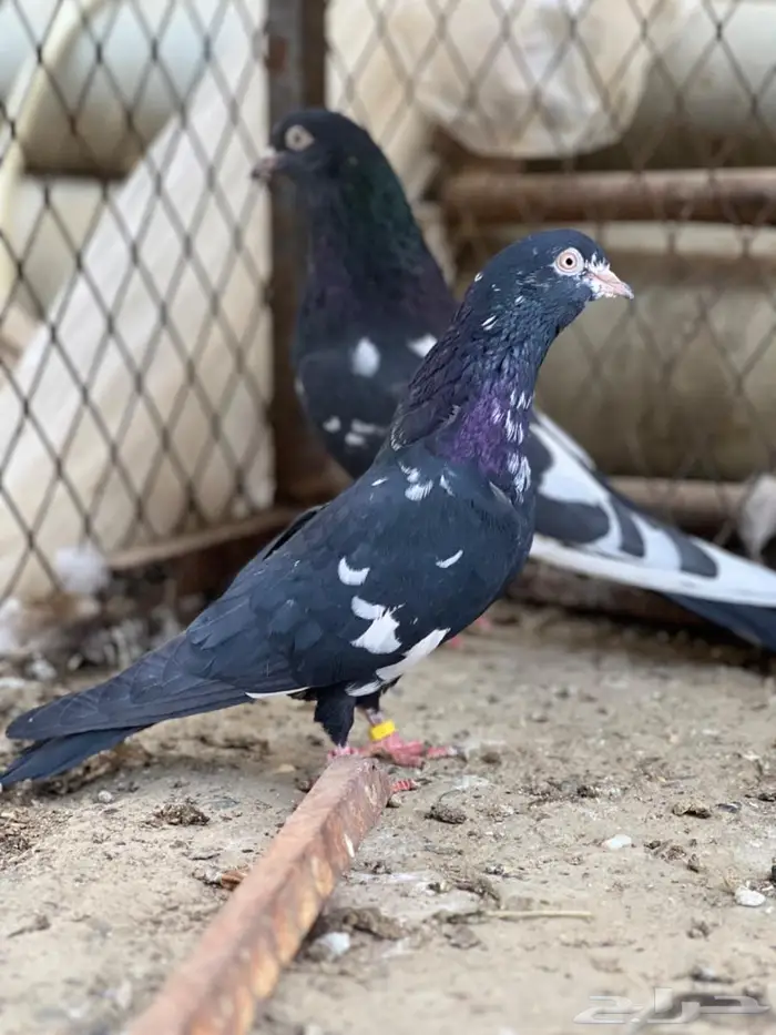 حمام باكستاني. ( تم البيع) 1