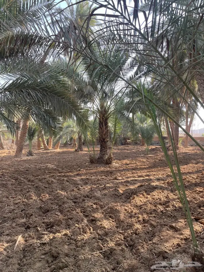 للبيع نخل نقايل للقصور وواجهات البيوت 1