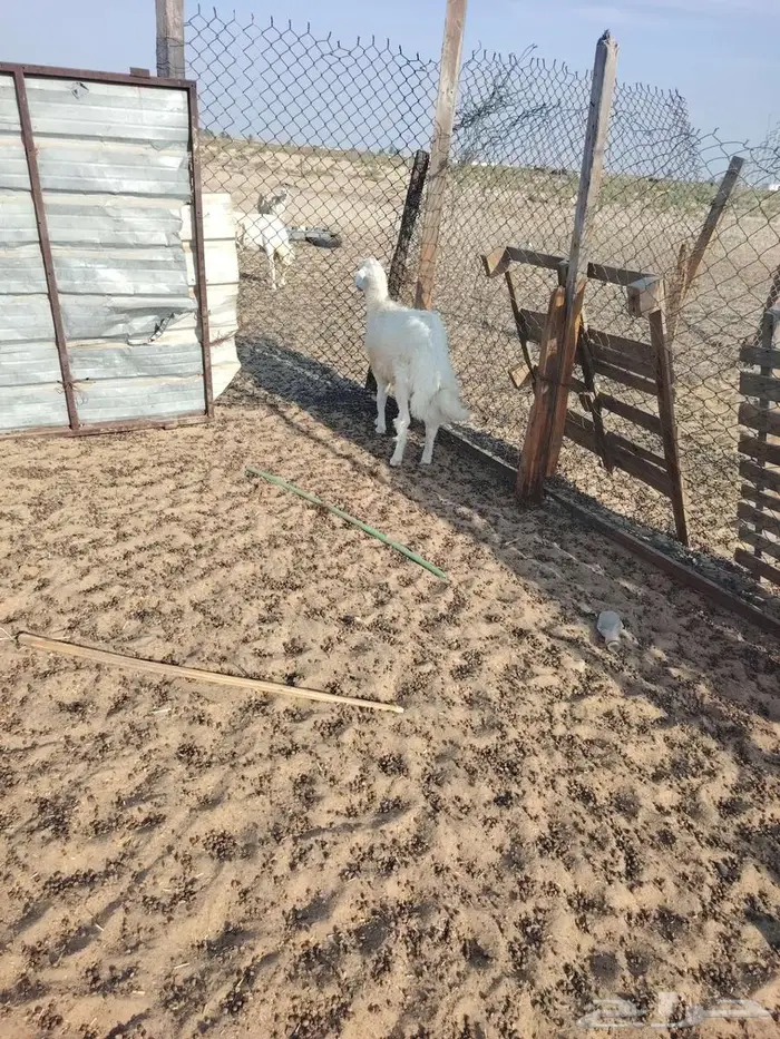 خروف حري 4شهر 5شهر 0