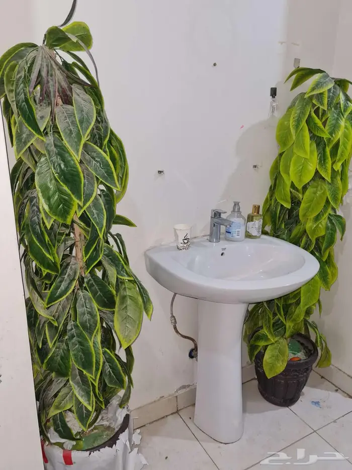 غرف نوم شاشة مايكرويف شجر زينه دوالايب 5