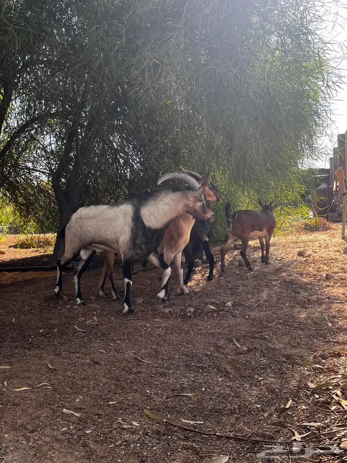 معزى هجين وعل وفحل ولد وعل 0