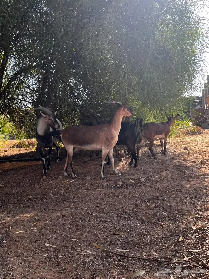 معزى هجين وعل وفحل ولد وعل 1