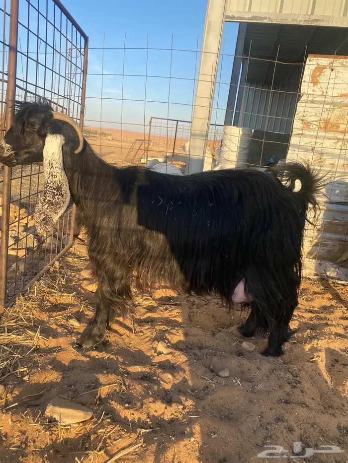 عنزين حليب طيبات 2