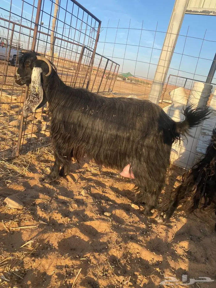 عنزين حليب طيبات 0