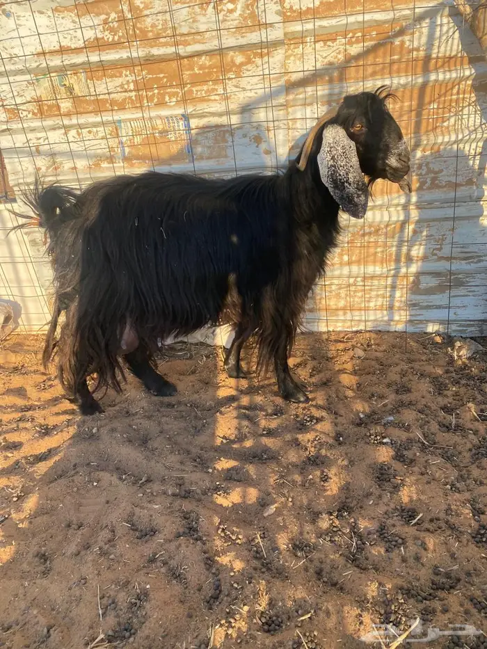 عنزين حليب طيبات 1