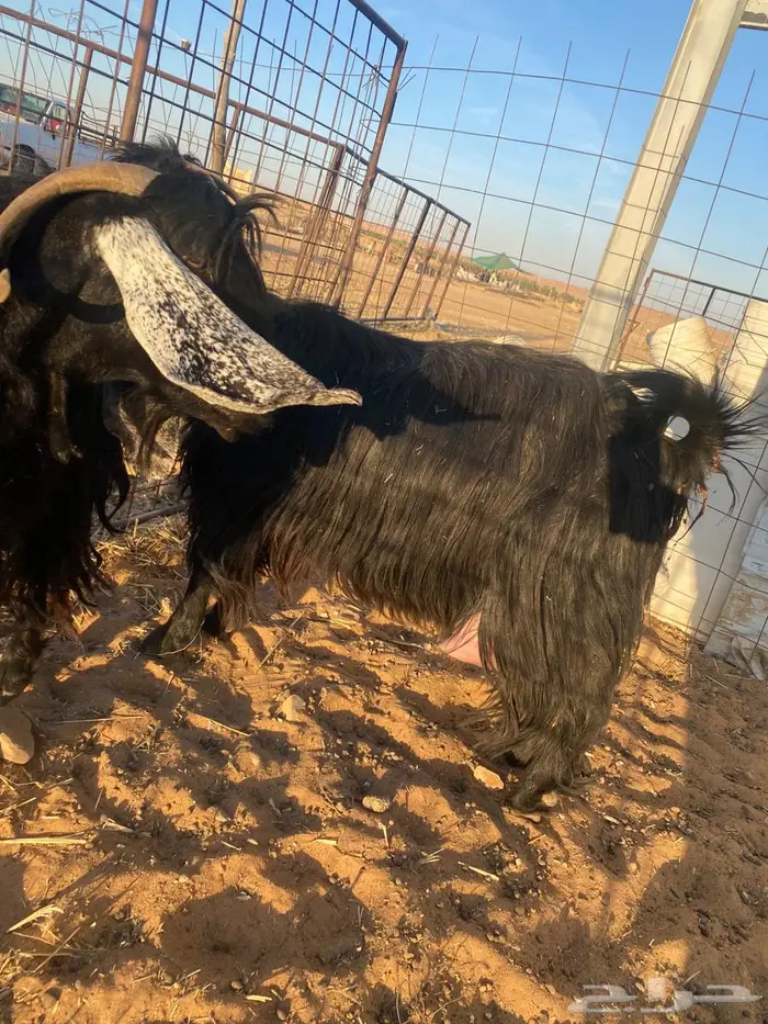 عنزين حليب طيبات 4