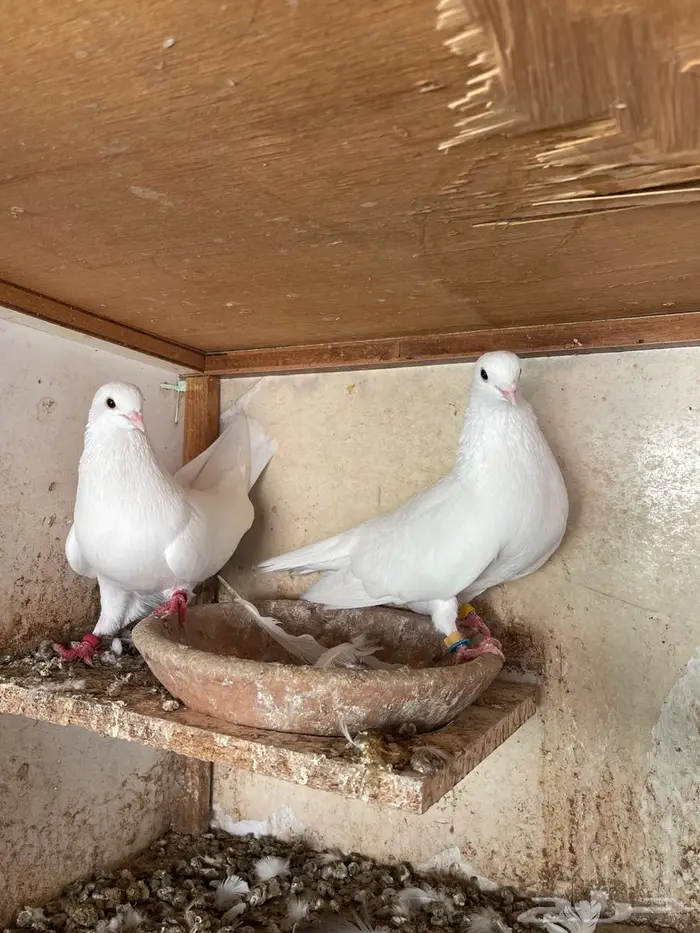 جوز قطيفي للبيع 1