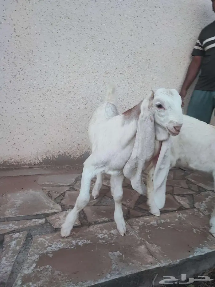 فحل منتج  ولد نبراس ولد صدارة 5