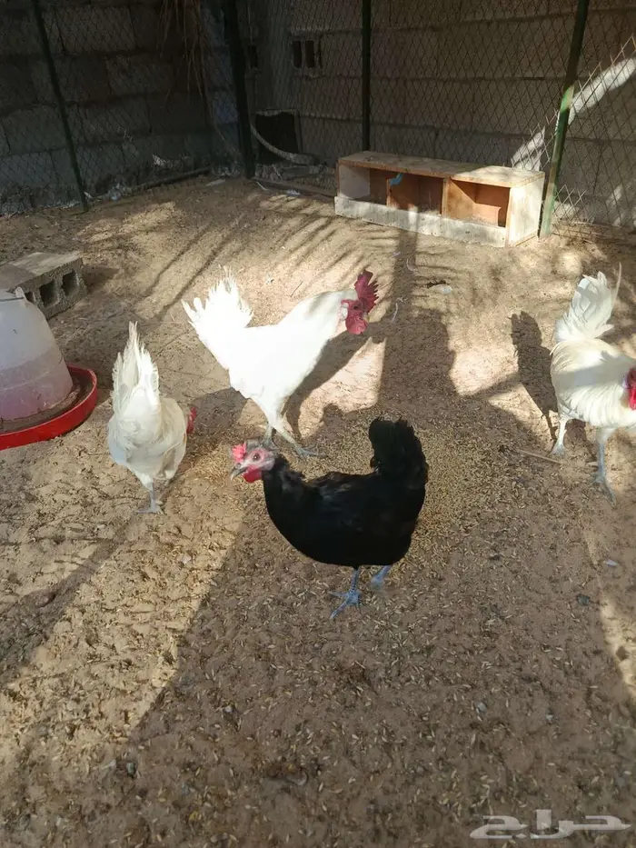 دجاجتين حساوي مع ديكين 0