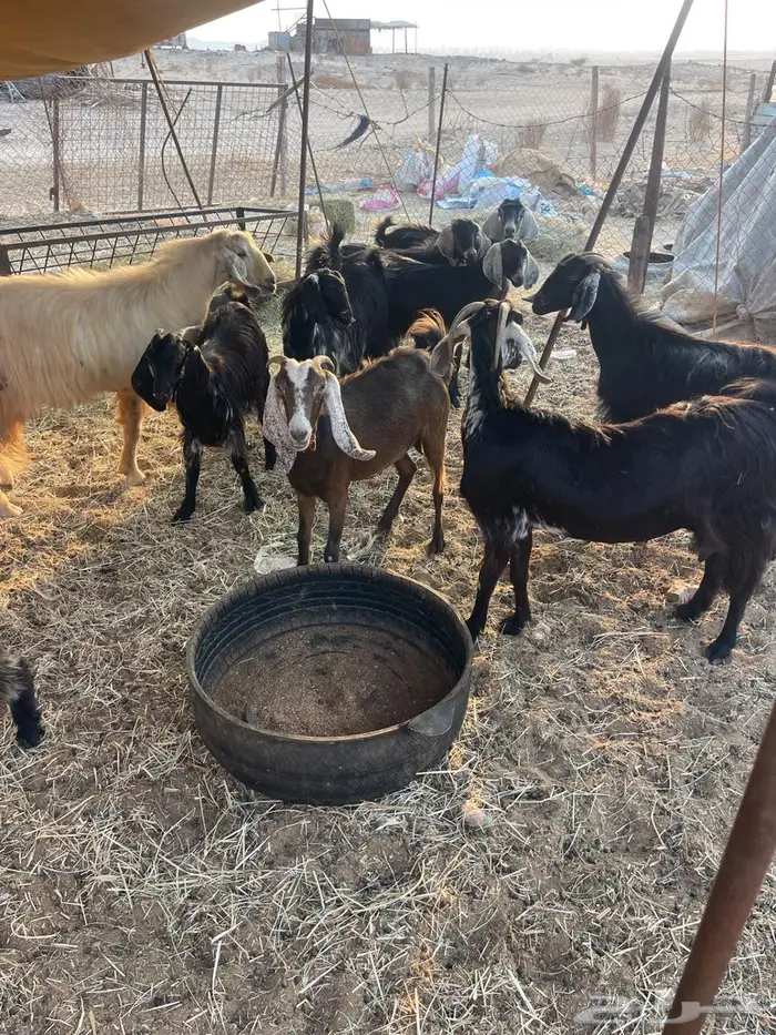 معزا عدد10 بالفحل 5