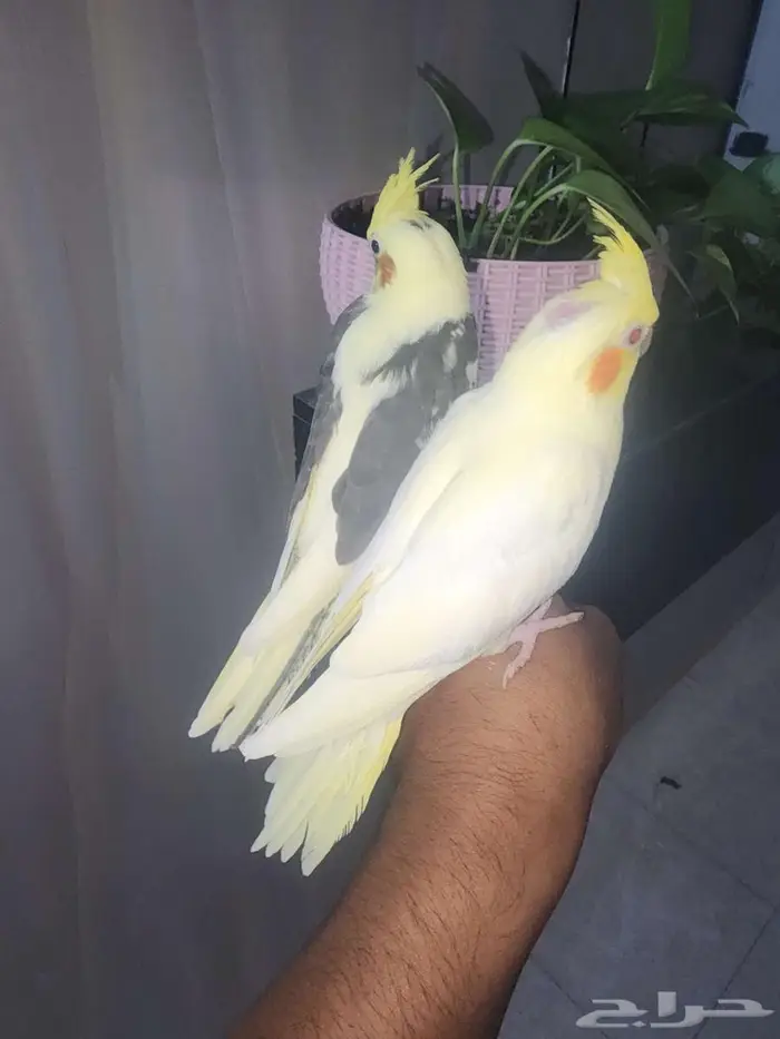 فروخ كروان اليفه 2