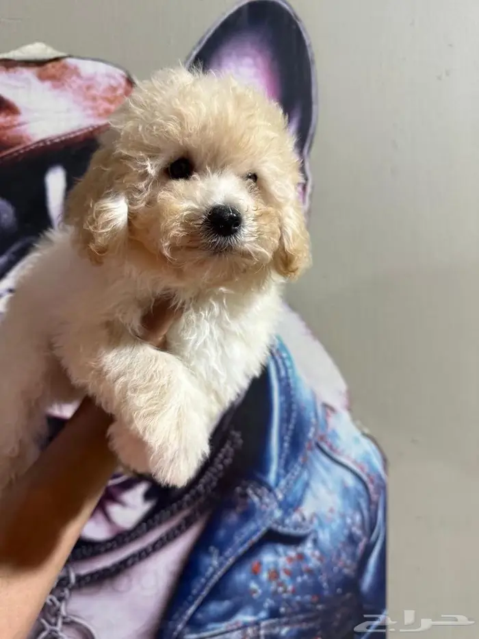 ميني توي بودل 4