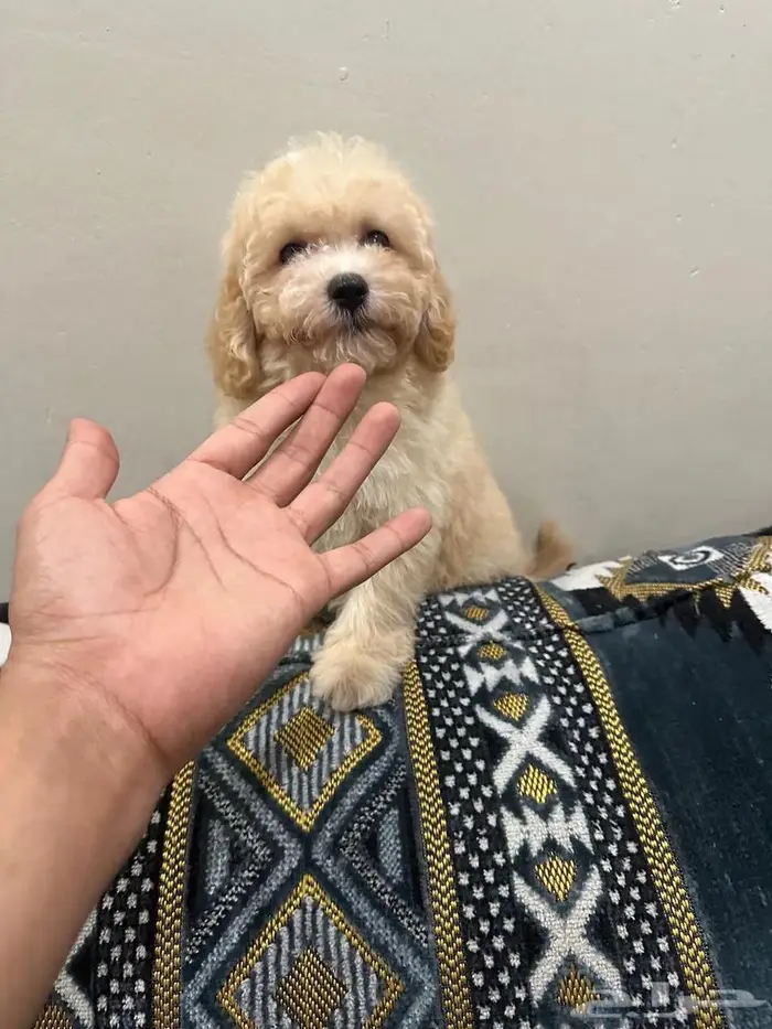 ميني توي بودل 1