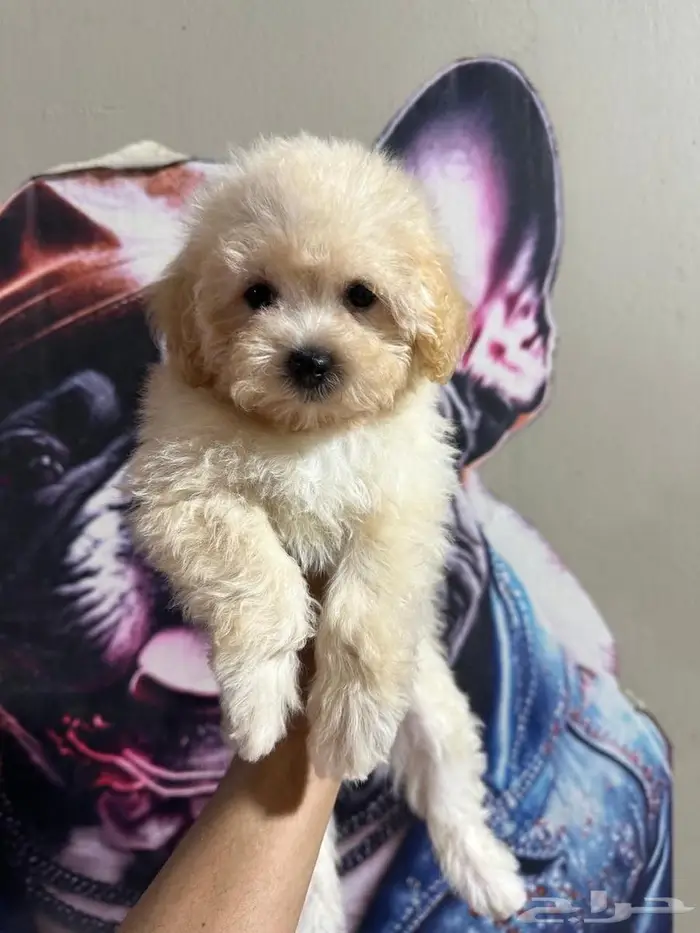 ميني توي بودل 3