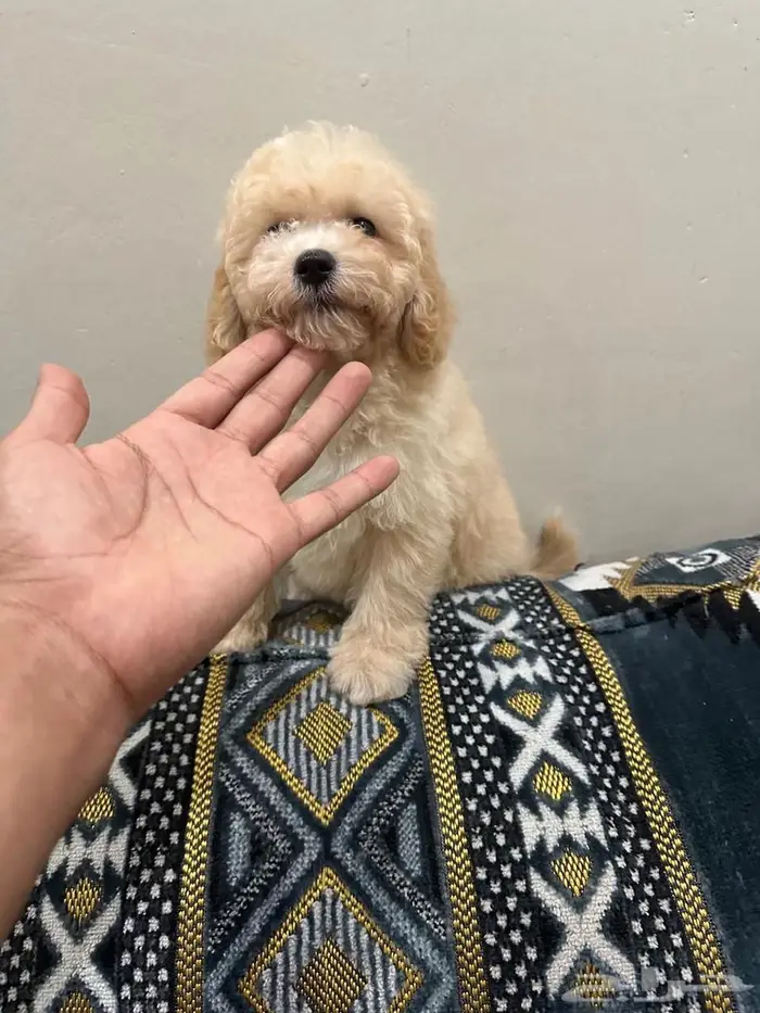 ميني توي بودل 5