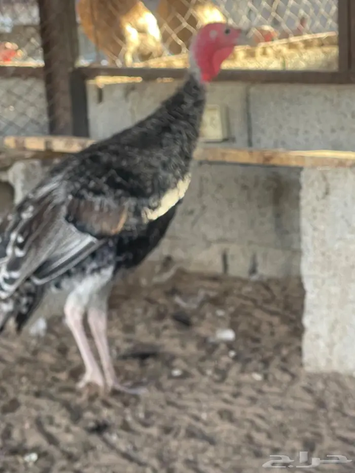 ديوك ودجاج رومي ذبح او انتاج ملون 3