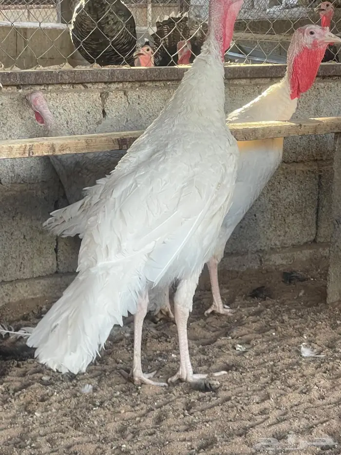 ديوك ودجاج رومي ذبح او انتاج ملون 5