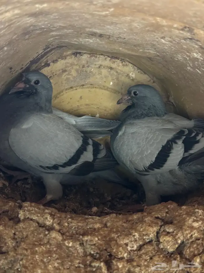 فراخة زاجل 0