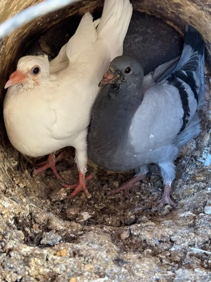 فراخة زاجل 4