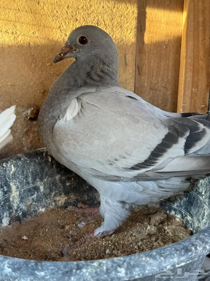 فراخة زاجل 2