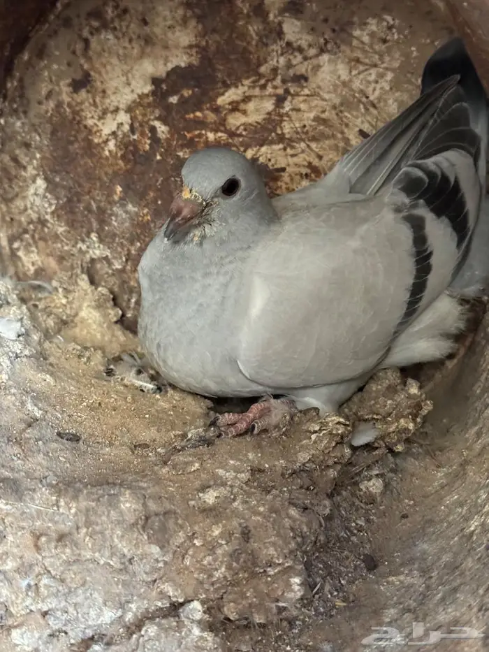 فراخة زاجل 3