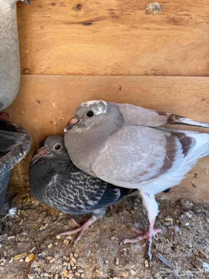 فراخة زاجل 9