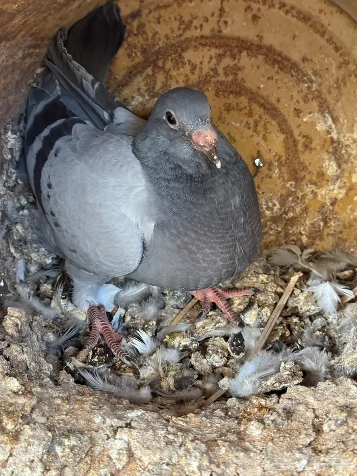 فراخة زاجل 6