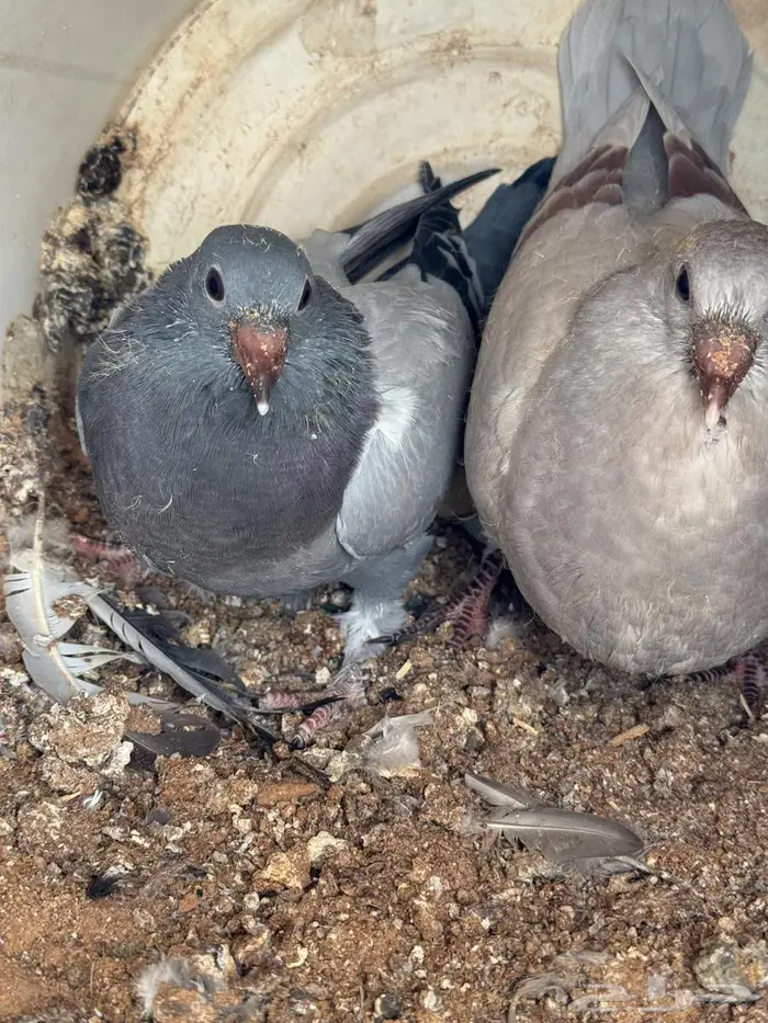 فراخة زاجل 7