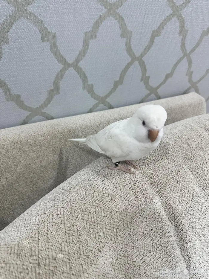 ببغاء كويكر 1