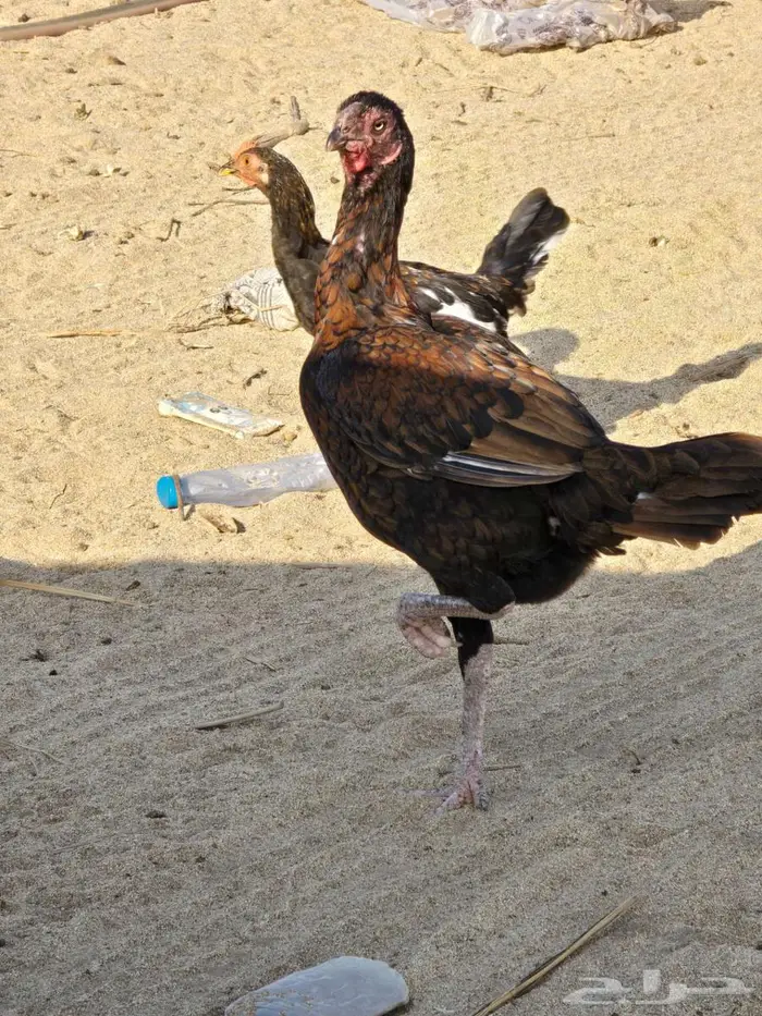 دجاج وديك باكستاني 2