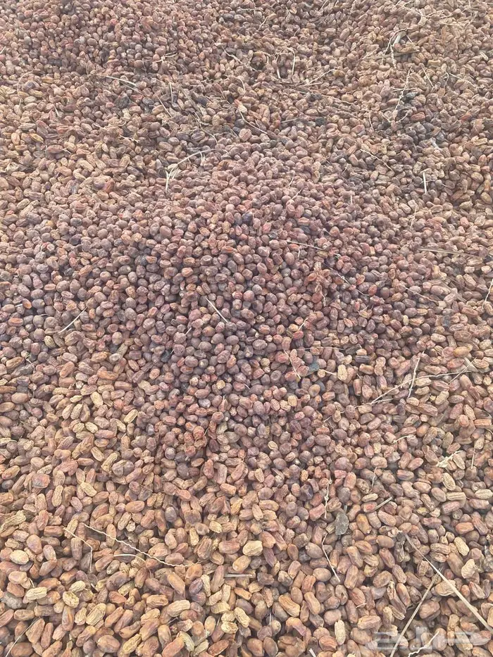 للبيع تمر علف ناشف مشكل نظيف الاحساء 3